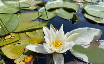 FOTOT/ Zambaku i ujit të Lurës, lulja e miteve dhe legjendave