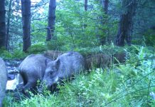 FOTOT/ Kamerat kapin tufë kafshësh të egra në Kukës, shihni pamjet