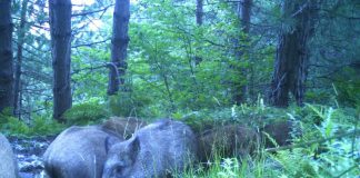 FOTOT/ Kamerat kapin tufë kafshësh të egra në Kukës, shihni pamjet
