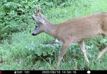FOTOT/ Kaprolli “vallëzon” para kamerave në Parkun e Shebenikut, shihni pamjet