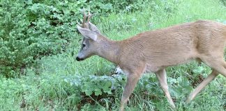FOTOT/ Kaprolli “vallëzon” para kamerave në Parkun e Shebenikut, shihni pamjet