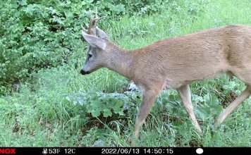 FOTOT/ Kaprolli “vallëzon” para kamerave në Parkun e Shebenikut, shihni pamjet
