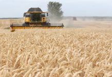 Je fermer dhe mbjell grurë? Ja si të përfitoni financim 30 000 lekë për çdo hektar, vazhdojnë aplikimet