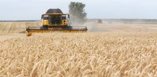 Je fermer dhe mbjell grurë? Ja si të përfitoni financim 30 000 lekë për çdo hektar, vazhdojnë aplikimet