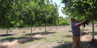 Njihuni me Jorgon, fermeri që ka mbjellë 8.5 hektarë tokë me arra (FOTOT)