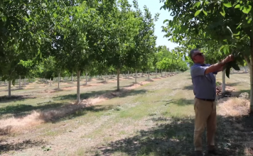 Njihuni me Jorgon, fermeri që ka mbjellë 8.5 hektarë tokë me arra (FOTOT)