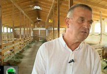 Pas 30 vitesh ekonomist, Zeqiri bëhet fermer: Fitoj më shumë, një dhi prodhon 700 litra qumësht në vit