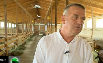 Pas 30 vitesh ekonomist, Zeqiri bëhet fermer: Fitoj më shumë, një dhi prodhon 700 litra qumësht në vit