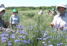 25 sipërmarrje shqiptare janë eksportueset kryesorë të bimëve mjekësore dhe aromatike në botë