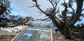 FOTOT/ Destinacioni mbresëlënës, Parku Kombëtar Llogora “ndryshon” pamje
