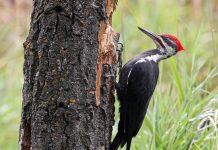 Pse qukapikëve nuk u dhemb kurrë koka?