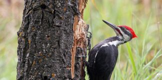 Pse qukapikëve nuk u dhemb kurrë koka?