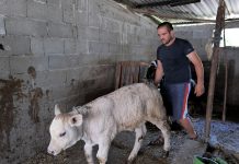 Një shembull për të rinjtë/ Njihuni me Zefin, i riu që ka ngritur një fermë me lopë: Nuk dua të largohem kurrë nga Shqipëria