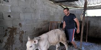 Një shembull për të rinjtë/ Njihuni me Zefin, i riu që ka ngritur një fermë me lopë: Nuk dua të largohem kurrë nga Shqipëria