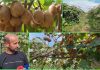 “Kivi made in Albania”, njihuni me Petritin i cili prej 15 vitesh prodhon kivi në fermën e tij