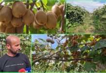 “Kivi made in Albania”, njihuni me Petritin i cili prej 15 vitesh prodhon kivi në fermën e tij