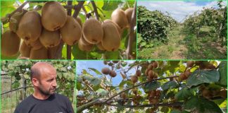 “Kivi made in Albania”, njihuni me Petritin i cili prej 15 vitesh prodhon kivi në fermën e tij