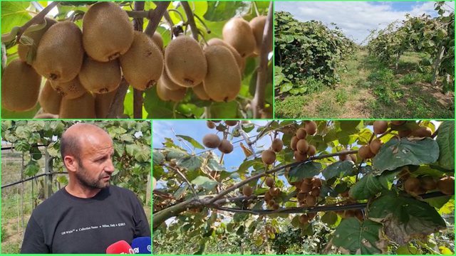 “Kivi made in Albania”, njihuni me Petritin i cili prej 15 vitesh prodhon kivi në fermën e tij
