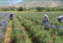 ‘Lule Ciani’, bima e rrallë mjekësore që kultivohet në Kukës