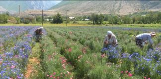 ‘Lule Ciani’, bima e rrallë mjekësore që kultivohet në Kukës