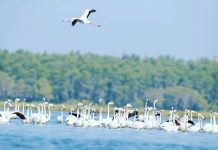 Fotot/ Oazi i shpendëve dhe qetësisë, Divjaka tërheq qindra mijëra vizitorë (Shifrat)