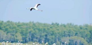 Fotot/ Oazi i shpendëve dhe qetësisë, Divjaka tërheq qindra mijëra vizitorë (Shifrat)