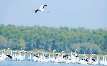 Fotot/ Oazi i shpendëve dhe qetësisë, Divjaka tërheq qindra mijëra vizitorë (Shifrat)
