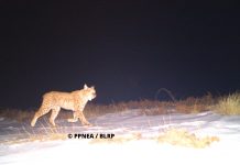 FOTOT/ Kafshët e egra që jetojnë në Shqipëri, shihni fotot e kapura nga kamerat kurth