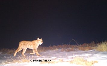 FOTOT/ Kafshët e egra që jetojnë në Shqipëri, shihni fotot e kapura nga kamerat kurth