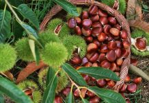 Gështenjat “Made in Albania”, sa prodhon Shqipëria dhe ku eskportohen