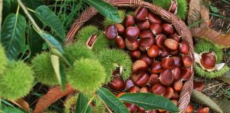 Gështenjat “Made in Albania”, sa prodhon Shqipëria dhe ku eskportohen