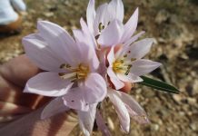 Zbulimi i “Colchicum triphyllum”