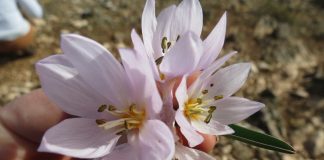 Zbulimi i “Colchicum triphyllum”