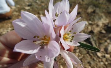 Zbulimi i “Colchicum triphyllum”