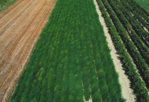 FOTOT/ Nga emigrant në sipërmarrës, njihuni me të riun nga Rrogozhina që prodhon shparguj