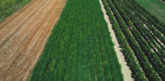 FOTOT/ Nga emigrant në sipërmarrës, njihuni me të riun nga Rrogozhina që prodhon shparguj