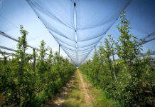 Rrjetat antibreshër, si fermerët po i mbrojnë prodhimet e tyre pavarësisht kushteve klimatike