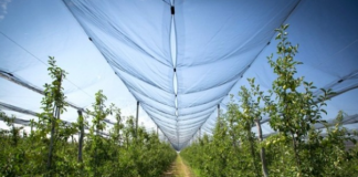 Rrjetat antibreshër, si fermerët po i mbrojnë prodhimet e tyre pavarësisht kushteve klimatike