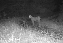 Shihni FOTOT/ Rrёqebulli i Ballkanit fotografohet për herë të parë nё Pogradec