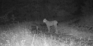 Shihni FOTOT/ Rrёqebulli i Ballkanit fotografohet për herë të parë nё Pogradec