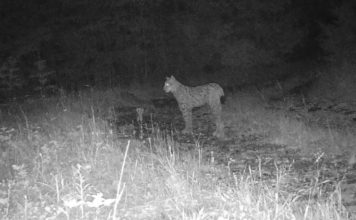 Shihni FOTOT/ Rrёqebulli i Ballkanit fotografohet për herë të parë nё Pogradec