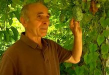 Frutat ekzotike që kultivohen në Shqipëri, rritet interesi i fermerëve