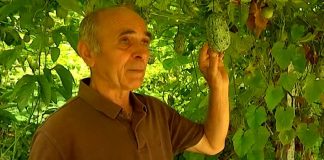 Frutat ekzotike që kultivohen në Shqipëri, rritet interesi i fermerëve