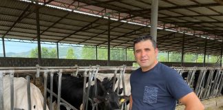 Historia e Luanit, fermerit që prodhon mbi 1.000 litra qumësht lope në ditë