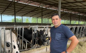 Historia e Luanit, fermerit që prodhon mbi 1.000 litra qumësht lope në ditë