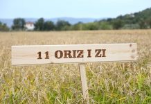 Pas 30-vitesh në Lezhë nisi të mbillet sërish orizi/ Shembulli i Altinit na tregon se me punë arrihet gjithçka