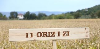 Pas 30-vitesh në Lezhë nisi të mbillet sërish orizi/ Shembulli i Altinit na tregon se me punë arrihet gjithçka