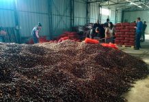 Shqipëria prodhon mbi 250 mijë tonë gështenja, ka 450 ha sipërfaqe me gështenja