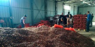 Shqipëria prodhon mbi 250 mijë tonë gështenja, ka 450 ha sipërfaqe me gështenja