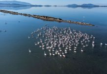 VIDEO/ Të pish kafen e mëngjesit me flamingot, historia e çiftit Biba në Nartë: E shijojmë shumë